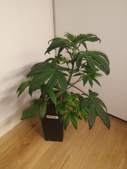 CBD #1 A
