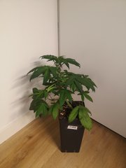 CBD #1 B