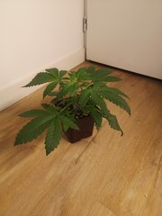 Erdpurt #3