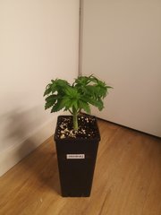 Erdpurt #2