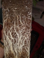 IMG_20201219_180947.jpg