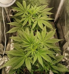 Greengo bio haze