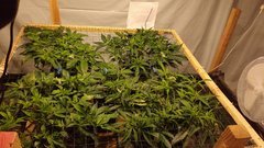 IMG_20201220_152155281.jpg