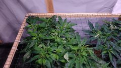 IMG_20201220_152242391.jpg