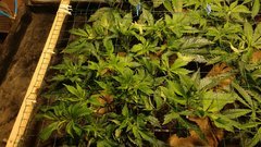 IMG_20201220_152306562.jpg
