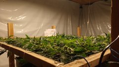 IMG_20201220_153315384.jpg