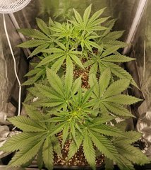 Greengo bio haze