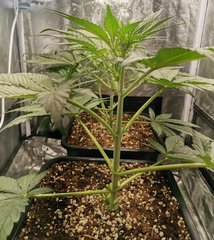 Greengo bio haze