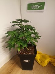 CBD#1
