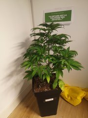 CBD#1