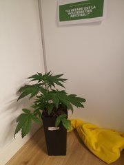 CBD#1