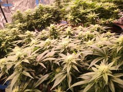 IMG_20201223_215818.jpg