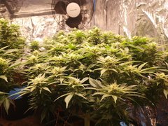 IMG_20201223_215911.jpg