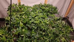 IMG_20201228_155341943.jpg