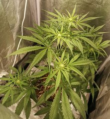 Greengo bio haze