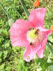 papaver somniferum