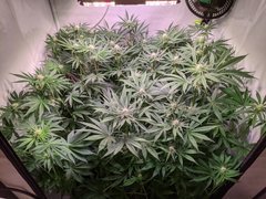 PXL_20201203_183950455.jpg