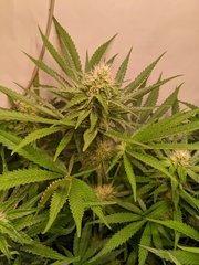 Pineapple Critical C+29 12/12 +29