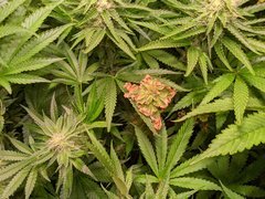 PXL_20201216_200958412.jpg