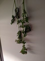 PXL_20201216_201107681.jpg
