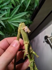 PXL_20201216_201117631.jpg