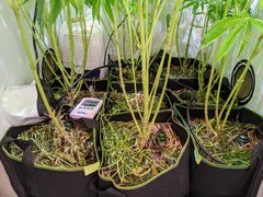 PXL_20201216_201337159.jpg