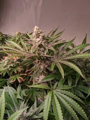 PXL_20201219_201848408.jpg