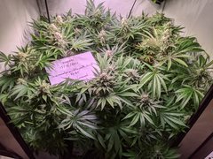 PXL_20201219_202508812.jpg
