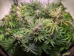 PXL_20201225_201603387.jpg