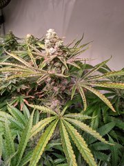 PXL_20201225_201627567.jpg
