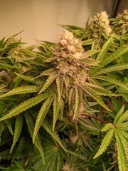 PXL_20201225_201636390.jpg