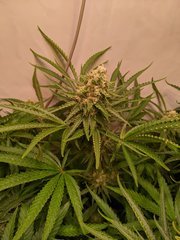 PXL_20201225_201704363.jpg