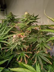 PXL_20201225_202730540.jpg