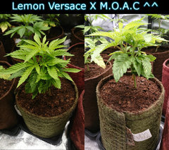 lvmoac.JPG