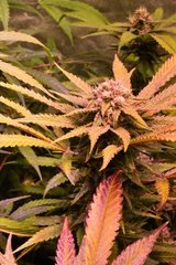 une bud