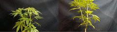 lvmo.JPG