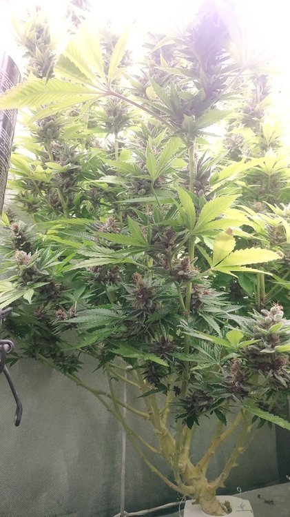 1049220581_Lamictal20212.thumb.jpg.ca7e994e0f4f50c50fe3459fe1c799de.jpg
