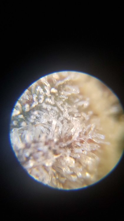 20210113_194247.jpg