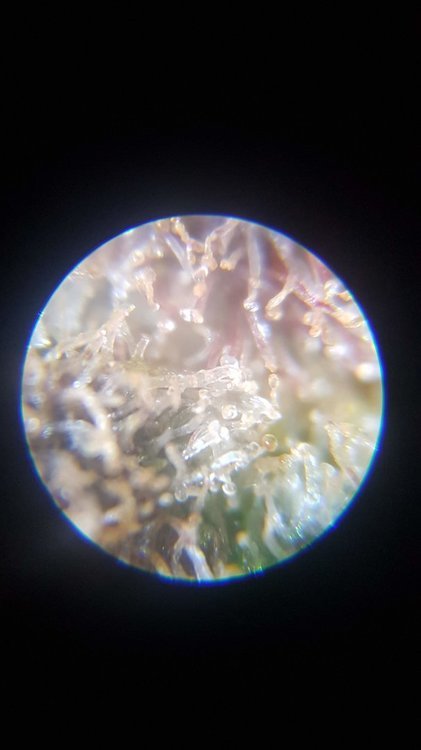 20210113_194526.jpg