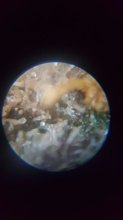 20210113_194941.jpg