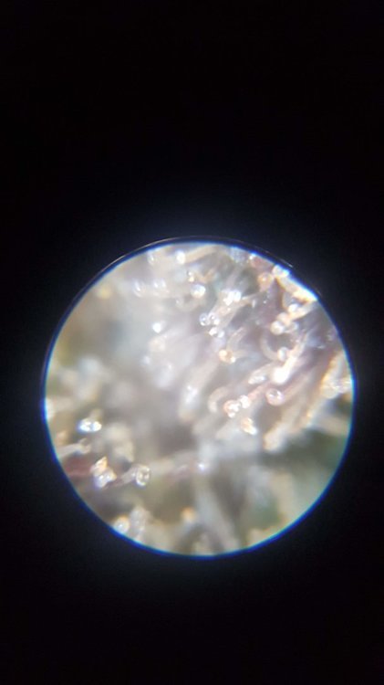 20210113_195309.jpg