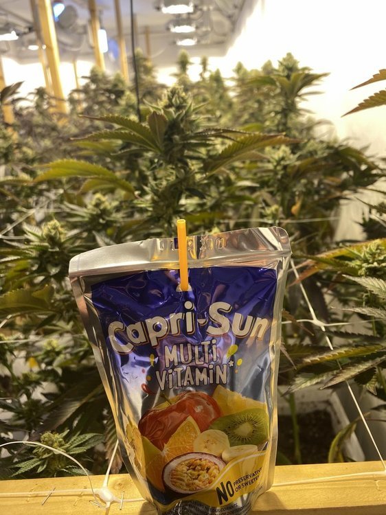Caprizun room flo.jpg