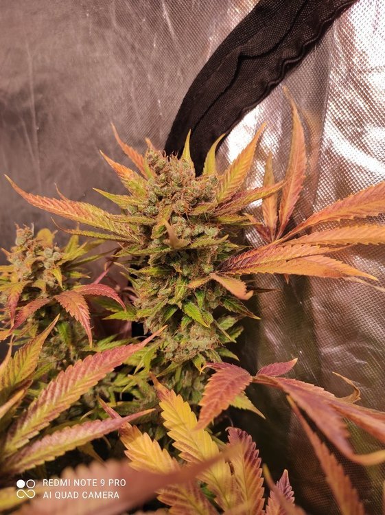 IMG_20210116_201611 - Copie.jpg
