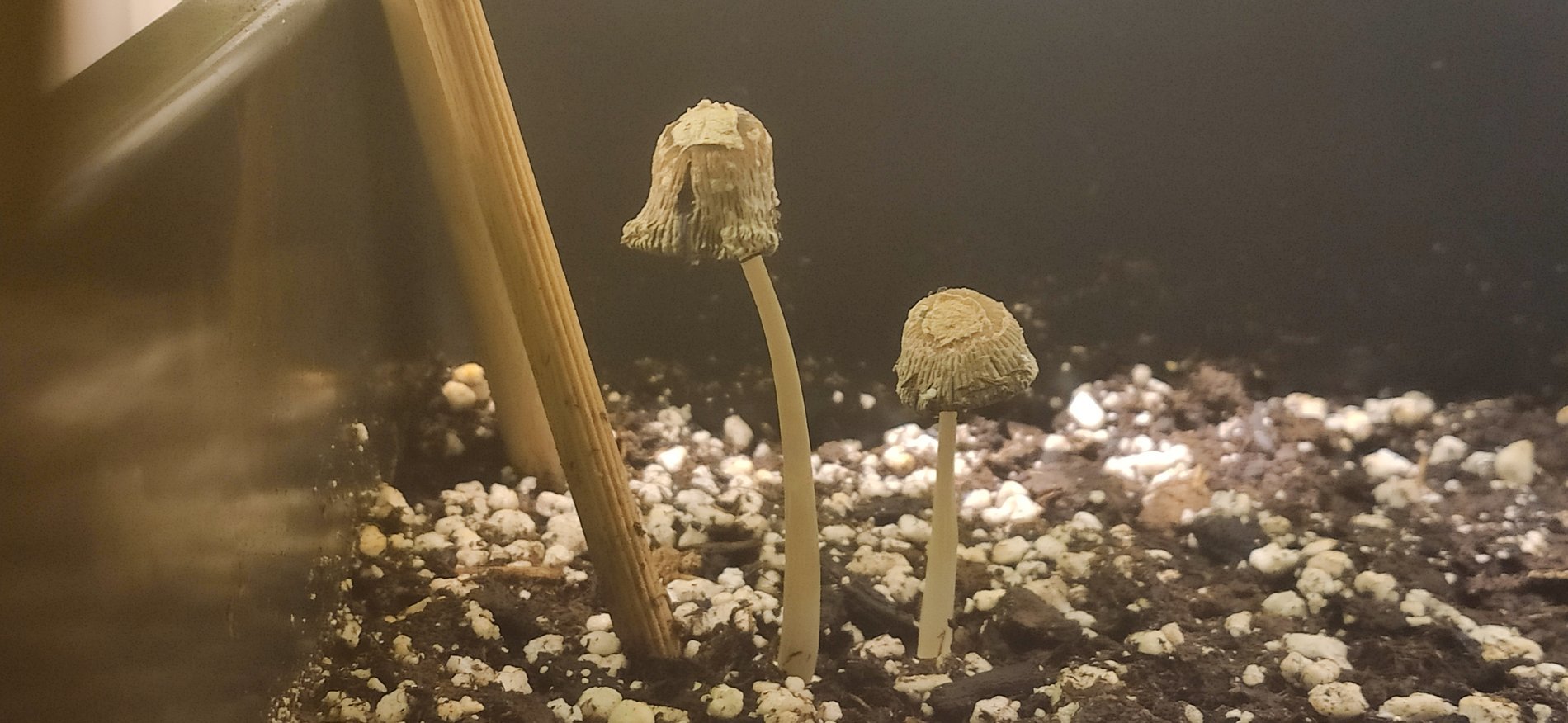 Plantes d'intérieur : pourquoi des champignons poussent-ils dans
