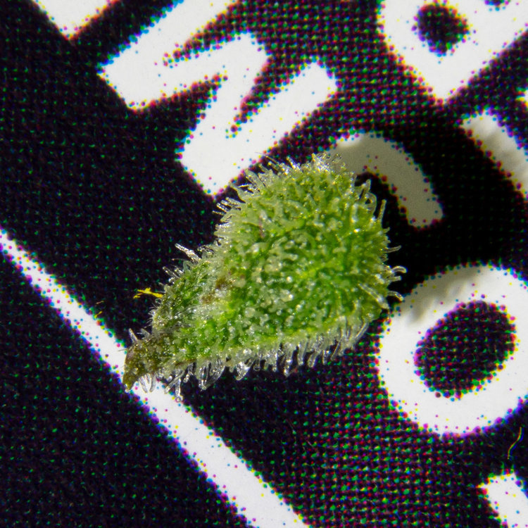 DSC09043_2700px.jpg