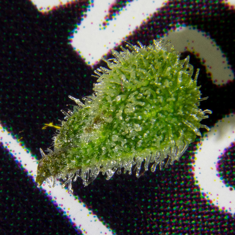 DSC09044_2700px.jpg