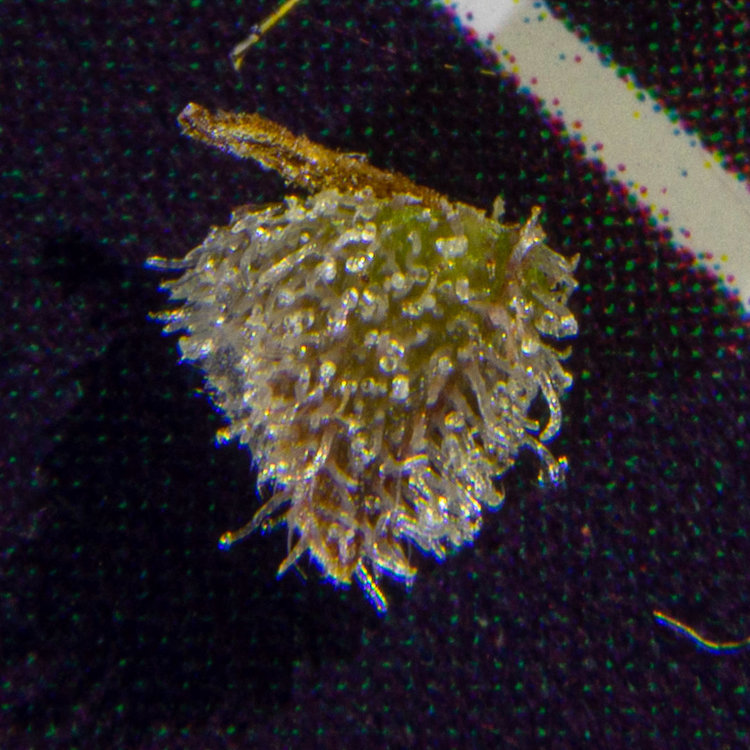 DSC09046_2700px.jpg
