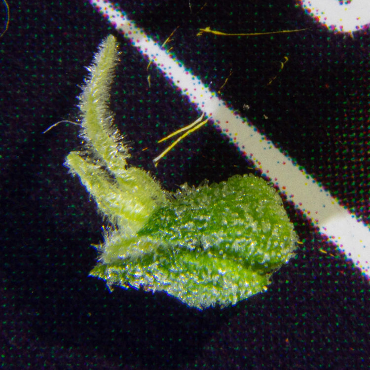 DSC09050_2700px.jpg