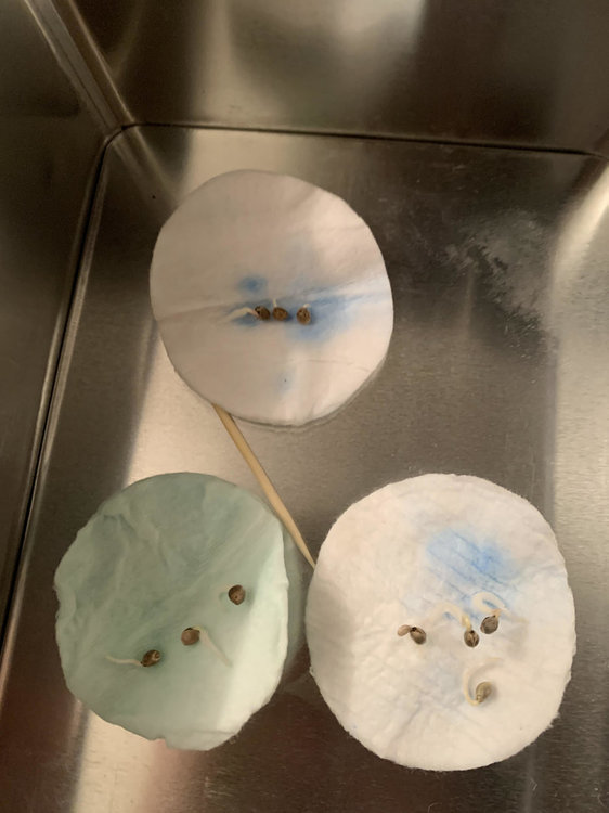 Germination.thumb.jpg.e39ad2435eb7d219d20e97f5bc56da8b.jpg