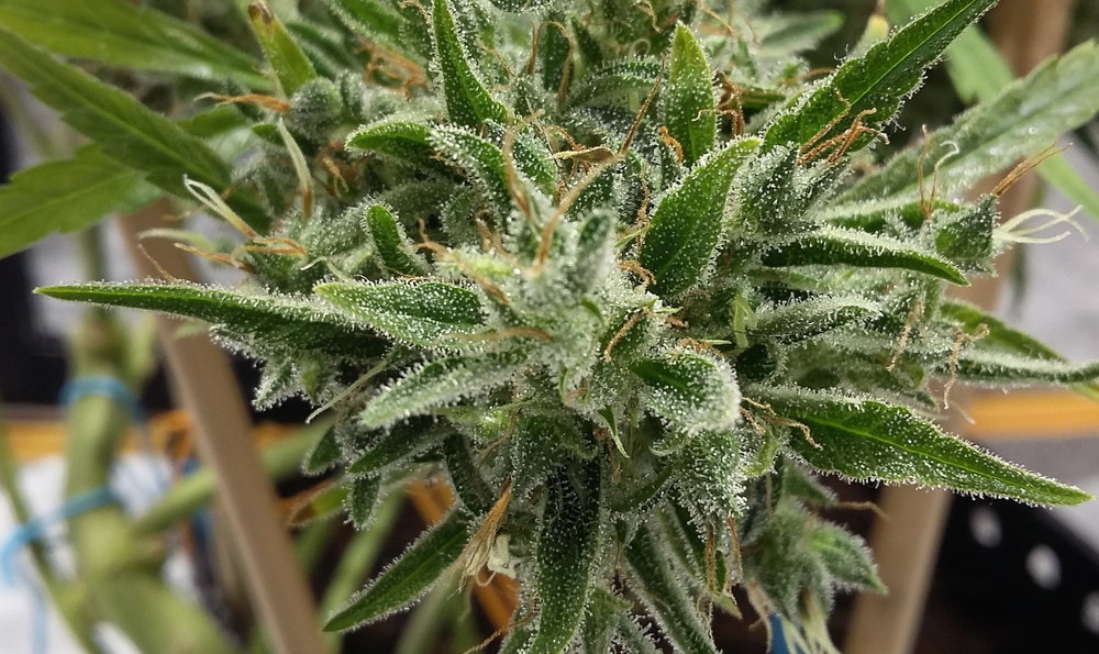 ThaipanBud33.jpg